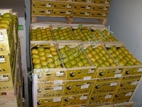 Фрукты и овощи Испанского происхождения - Изображение #9, Объявление #816167