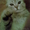 продам британского кота - Изображение #3, Объявление #17900