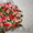 DY.Art оформление  цветами шарами тканью - Алматы - Изображение #3, Объявление #55918
