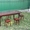 Столы и табуреты на кухню и в гостинную - Изображение #1, Объявление #131474