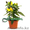 Лужок Цветы из Голландии - Изображение #2, Объявление #128386