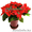 Лужок Цветы из Голландии - Изображение #4, Объявление #128386