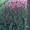 Голладские тюльпаны оптом и в розницу - Изображение #1, Объявление #175360