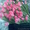 Голладские тюльпаны оптом и в розницу - Изображение #3, Объявление #175360
