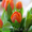Тюльпаны голландские к 8 марта #173505