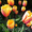 Тюльпаны голландские к 8 марта - Изображение #3, Объявление #173505