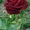 Шикарные розы для любимых #186841