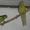 попугайчики Какарики