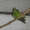 попугайчики Какарики - Изображение #2, Объявление #291393