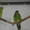 попугайчики Какарики - Изображение #1, Объявление #291393