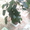 Комнатные растения - Изображение #5, Объявление #358517