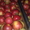 Польские яблоки урожая 2011 #393698