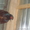фазаны перепела кахинхины карликовые - Изображение #2, Объявление #450999