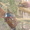 фазаны перепела кахинхины карликовые - Изображение #3, Объявление #450999