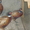 фазаны перепела кахинхины карликовые - Изображение #4, Объявление #450999