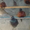 фазаны перепела кахинхины карликовые - Изображение #5, Объявление #450999