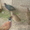 фазаны перепела кахинхины карликовые - Изображение #6, Объявление #450999
