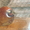 фазаны перепела кахинхины карликовые - Изображение #8, Объявление #450999