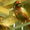 фазаны перепела кахинхины карликовые - Изображение #9, Объявление #450999