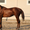 Продажа Племенных лошадей  - Изображение #1, Объявление #471851