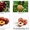Саженцы (привитые, карликовых, полукарликовых и классических) плодовоягодных. ) - Изображение #1, Объявление #471566