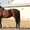 Продажа Племенных лошадей  - Изображение #2, Объявление #471851