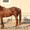 Продажа Племенных лошадей  - Изображение #3, Объявление #471851