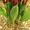 Голландские сорта тюльпанов! - Изображение #2, Объявление #533949
