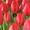 Голландские сорта тюльпанов! - Изображение #8, Объявление #533949