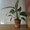 Продам редкие комнатные растения - Изображение #2, Объявление #544803