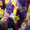 Продам гиацинты к 8 марата - Изображение #2, Объявление #549164