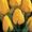 Голландские сорта тюльпанов! - Изображение #3, Объявление #533949