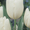 Голландские сорта тюльпанов! - Изображение #4, Объявление #533949
