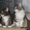 Кошки породы Мейн Кун от титулованных производителей