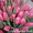 Голландские сорта тюльпанов! - Изображение #5, Объявление #533949