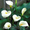 тюльпаны и каллы к 8 марта - Изображение #2, Объявление #557435