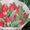 Голландские сорта тюльпанов! - Изображение #6, Объявление #533949