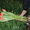 Тюльпаны к 8 марта оптом и в розницу #518081