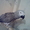 Попугай Жако, краснохвостый, ручной, разговаривает, возрос 5 лет, мальчик. - Изображение #1, Объявление #604561