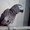 Попугай Жако, краснохвостый, ручной, разговаривает, возрос 5 лет, мальчик. - Изображение #3, Объявление #604561