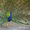 Павлины Райская птица Индиские павлиня #566196