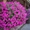 Растения,лилии 18 сортов,петуния в ассортименте - Изображение #1, Объявление #614952