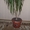 красивое комнатное растение - драцена #619015