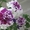 Растения,лилии 18 сортов,петуния в ассортименте - Изображение #2, Объявление #614952
