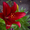 Растения, лилии 18 сортов, петуния в ассортименте #614952