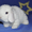 Карликовые кролики #701041