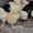 Продам цыплят от домашней курицы  несушки. - Изображение #5, Объявление #697110