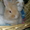 продам декоративных кроликов - ласковые ручные - Изображение #1, Объявление #725777