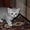 Котята скоттиш страйт - Изображение #1, Объявление #706247