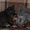 Котята скоттиш страйт - Изображение #2, Объявление #706247